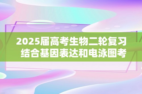 2025届高考生物二轮复习  结合基因表达和电泳图考查（含解析）