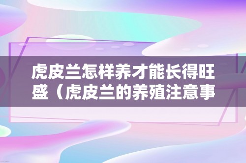 虎皮兰怎样养才能长得旺盛（虎皮兰的养殖注意事项）