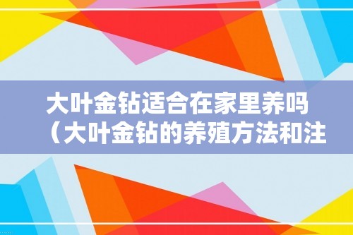 大叶金钻适合在家里养吗（大叶金钻的养殖方法和注意事项）