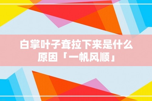 白掌叶子耷拉下来是什么原因「一帆风顺」