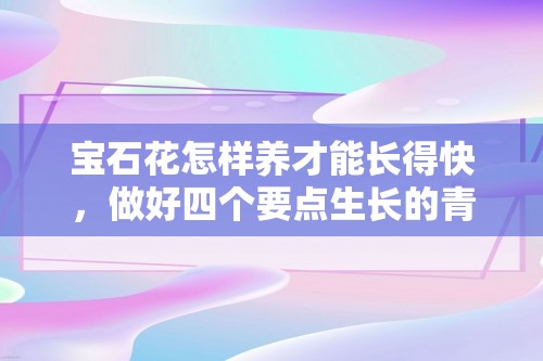 宝石花怎样养才能长得快，做好四个要点生长的青翠欲滴「宝石花」