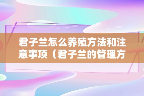 君子兰怎么养殖方法和注意事项（君子兰的管理方法）