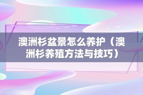 澳洲杉盆景怎么养护（澳洲杉养殖方法与技巧）