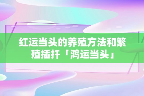 红运当头的养殖方法和繁殖插扦「鸿运当头」