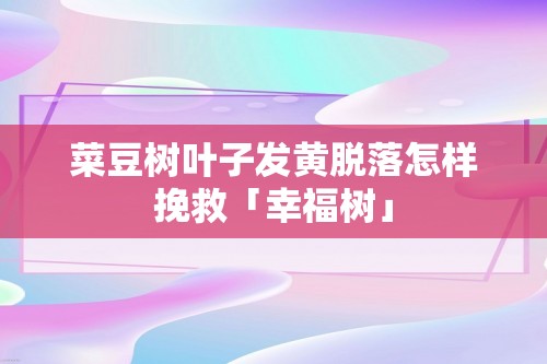 菜豆树叶子发黄脱落怎样挽救「幸福树」