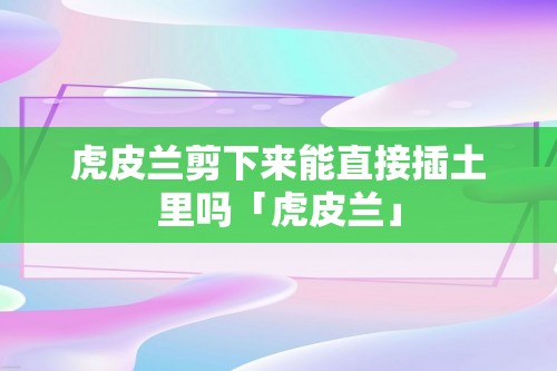 虎皮兰剪下来能直接插土里吗「虎皮兰」