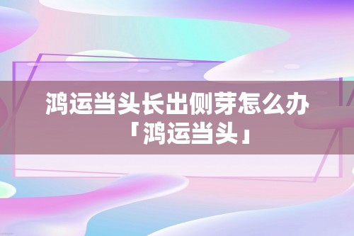 鸿运当头长出侧芽怎么办「鸿运当头」