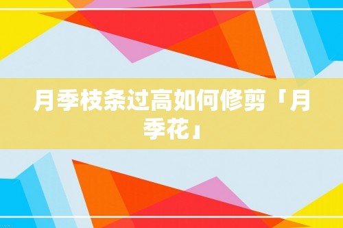 月季枝条过高如何修剪「月季花」