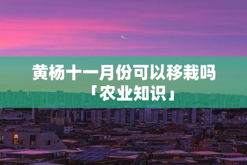 黄杨十一月份可以移栽吗「农业知识」