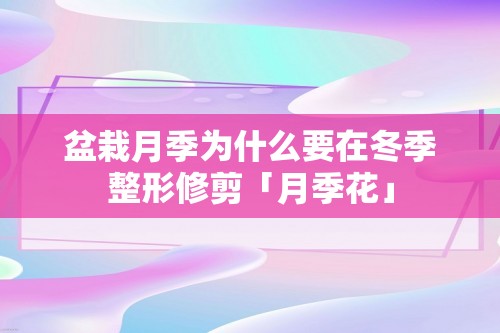 盆栽月季为什么要在冬季整形修剪「月季花」