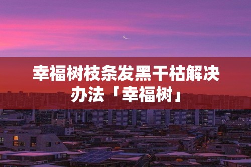 幸福树枝条发黑干枯解决办法「幸福树」