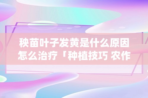 秧苗叶子发黄是什么原因怎么治疗「种植技巧 农作物 >」