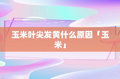 玉米叶尖发黄什么原因「玉米」