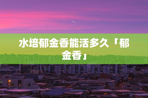 水培郁金香能活多久「郁金香」