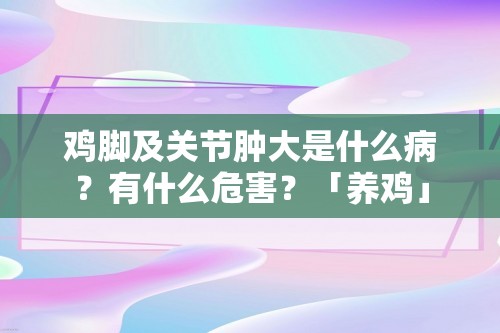 鸡脚及关节肿大是什么病？有什么危害？「养鸡」