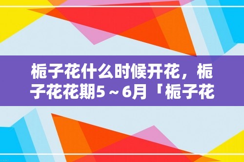 栀子花什么时候开花，栀子花花期5～6月「栀子花」