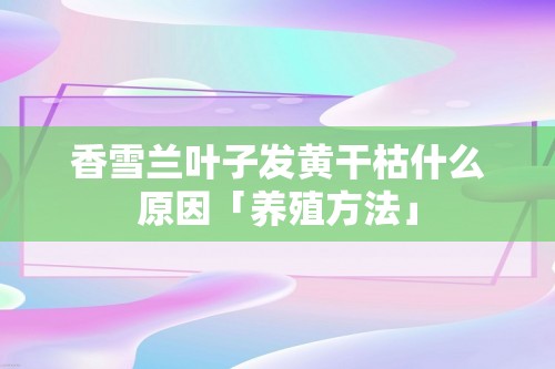 香雪兰叶子发黄干枯什么原因「养殖方法」