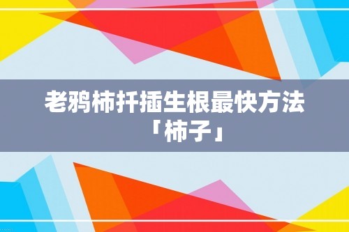 老鸦柿扦插生根最快方法「柿子」