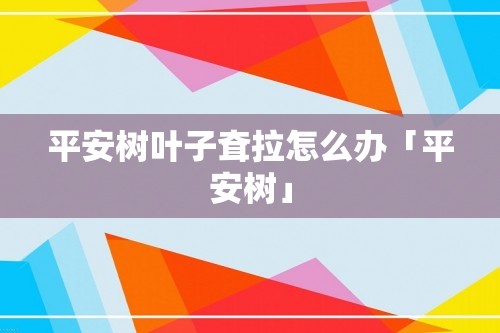 平安树叶子耷拉怎么办「平安树」