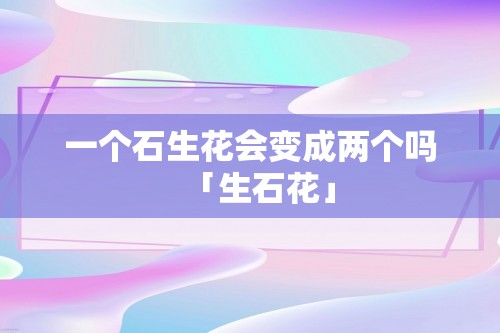 一个石生花会变成两个吗「生石花」