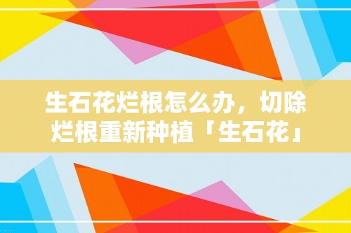 生石花烂根怎么办，切除烂根重新种植「生石花」