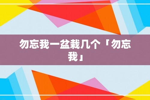 勿忘我一盆栽几个「勿忘我」