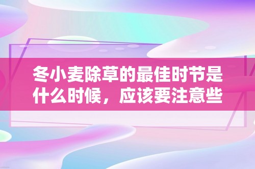 冬小麦除草的最佳时节是什么时候，应该要注意些什么？「小麦」