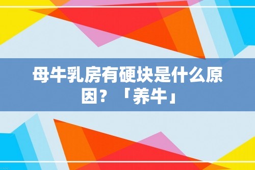 母牛乳房有硬块是什么原因？「养牛」