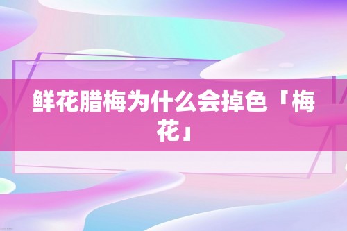 鲜花腊梅为什么会掉色「梅花」