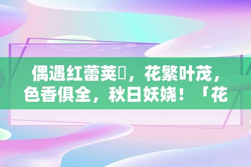 偶遇红蕾荚蒾，花繁叶茂，色香俱全，秋日妖娆！「花卉大全」