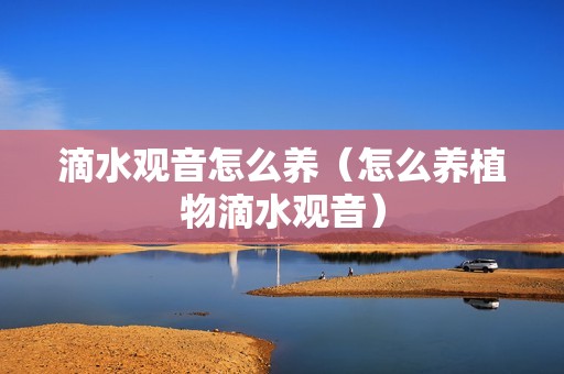 滴水观音怎么养（怎么养植物滴水观音）